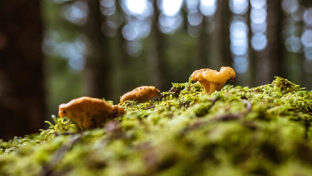 August und September sind ideal zum Pilze sammeln. (Bild: EXPA/ Stefanie Oberhauser)