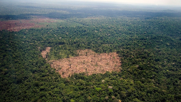 Die Abholzung im brasilianischen Amazonasgebiet ist im Juli um 66 Prozent im Vergleich zum Vorjahresmonat gesunken. (Bild: AFP/Raphael Alves)