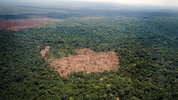 Die Abholzung im brasilianischen Amazonasgebiet ist im Juli um 66 Prozent im Vergleich zum Vorjahresmonat gesunken. (Bild: AFP/Raphael Alves)