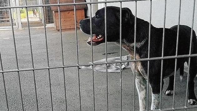 Dieser American Staffordshire Terrier fügte zwei Mitarbeiterinnen eines Tierheims schwere Verletzungen zu. (Bild: zVg)