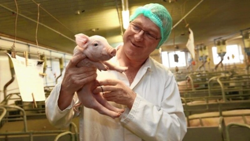 Geschäftsführer Franz Reinisch produziert 45.000 Ferkel pro Jahr in seinem Stall in Hainsdorf. (Bild: Krone)