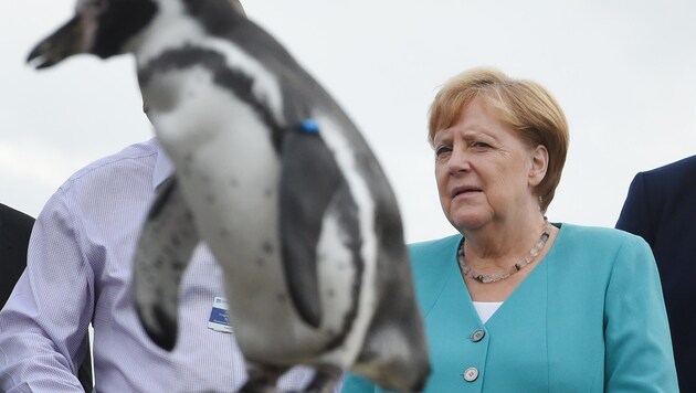 Merkel besuchte auch das Ozeaneum in der Hansestadt Stralsund (Bild: AFP)