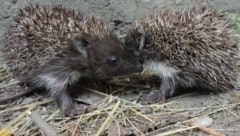 Igel haben immer weniger Lebensraum, es gilt, sie zu unterstützen. (Bild: Vier Pfoten)