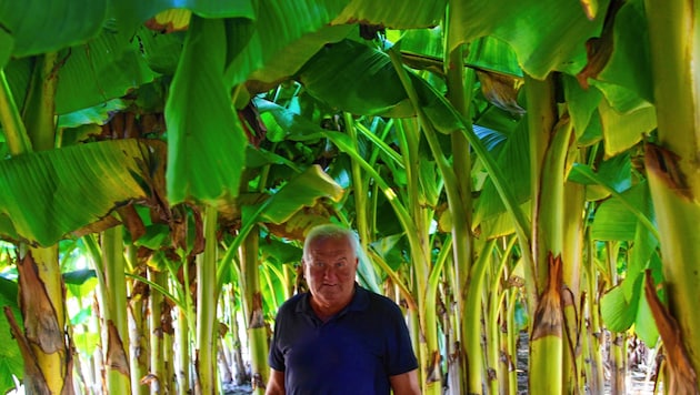 Johann Cziglar inmitten seine südsteirischen „Bananen-Dschungels“ (Bild: KRONEN ZEITUNG)