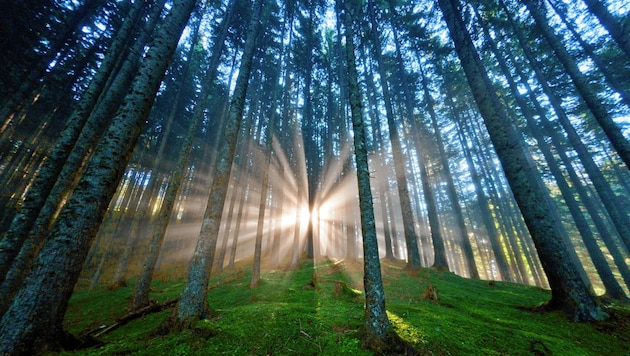 Wälder und Waldrandlagen nutzen, so der Vorschlag der Sozialpartner (Bild: Steiermark Tourismus GmbH)