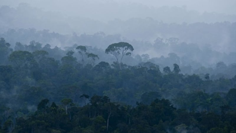 So sieht ein intakter Regenwald aus. (Bild: Ulet Ifansasti / Greenpeace)