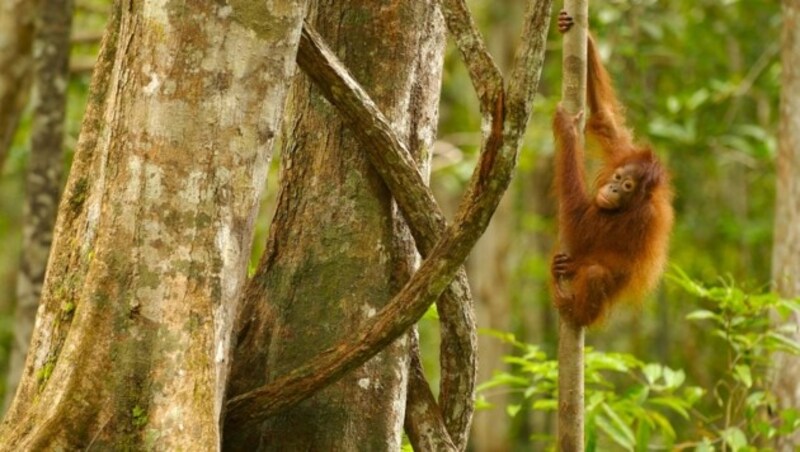 Ein junger Orang-Utan sucht Schutz in Baumwipfeln. (Bild: Markus Mauthe/Greenpeace)