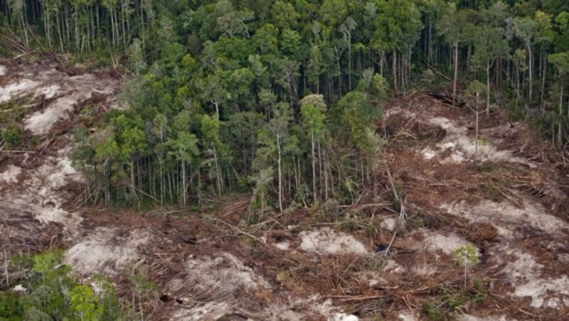 Guterres prangerte die rasante Abholzung der weltweiten Wälder an. (Bild: Ulet Ifansasti / Greenpeace)