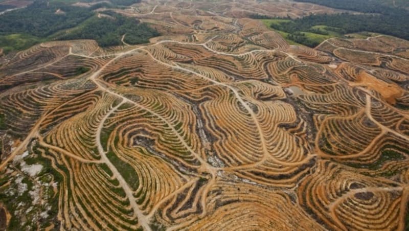 Für Palmölplantagen muss in Indonesien auch ein umfangreiches Straßennetz gebaut werden. (Bild: Ulet Ifansasti / Greenpeace)