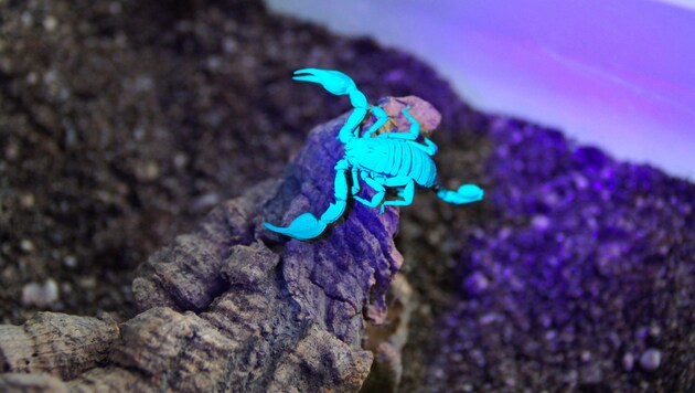 Der gefundene Skorpion hat fluoreszierende Eigenschaften. (Bild: Jakob Templ)
