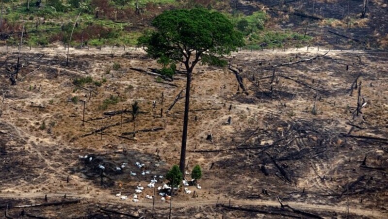 Innerhalb von 50 Jahren ist laut WWF etwa ein Fünftel des Waldes verloren gegangen. (Bild: AP)