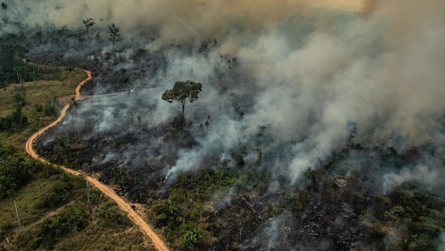 Abholzungen, wie hier im Amazonasgebiet wirken sich nicht nur negativ auf den Klimawandel aus, es zeigt sich auch ein Effekt auf die Verbreitung von Viren. (Bild: AFP)