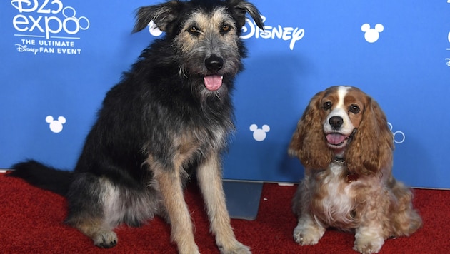 Terrier-Mischling „Monte“ (links) sollte eingeschläfert werden. Jetzt spielt er im Disney-Film den „Strolch“ und ist ein tierischer Star. (Bild: 2019 Getty Images)