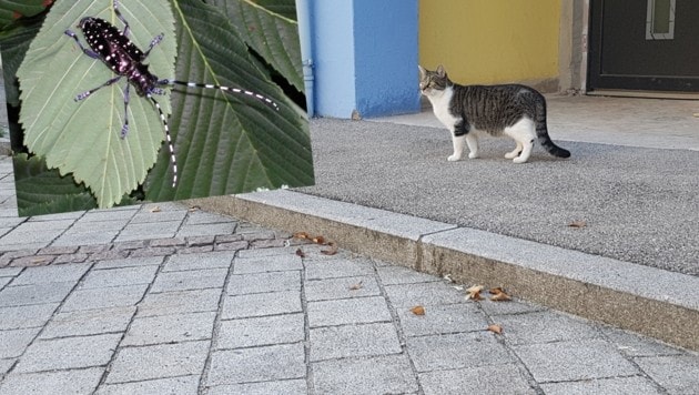 Granitsteine in Gallspach, hier „bewacht“ von einer Katze. Im Verpackungsholz der Steine aus China ist höchstwahrscheinlich der asiatische Laubholzbockkäfer eingeschleppt worden. (Bild: Werner Pöchinger)