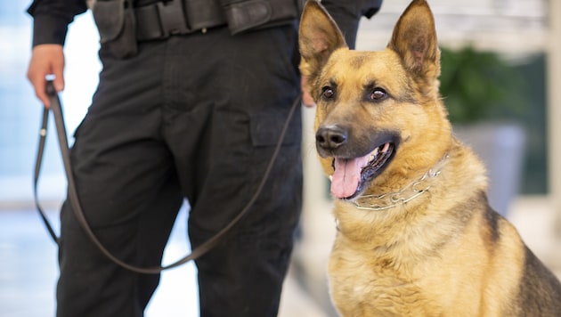 Symbolfoto: Die Polizeihunde waren am Drogen-Einsatz beteiligt. (Bild: stock.adobe.com)