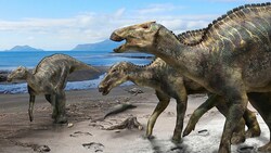 Die Analyse eines gut erhaltenen Fossils zeigt, dass ein fleischfressendes Säugetier in der Kreidezeit womöglich einen deutlich größeren Dinosaurier angegriffen hat. (Bild: Y. Kobayashi et al., Scientific Reports (Masato Hattori))