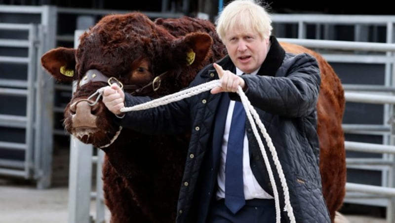 Boris Johnson auf einer Rinderfarm in Schottland mit dem hauseigenen Zuchtbullen. (Bild: AP)