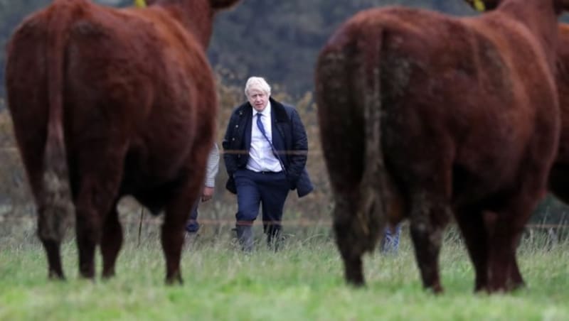 Besichtigung der Kühe auf der Weide (Bild: AFP)