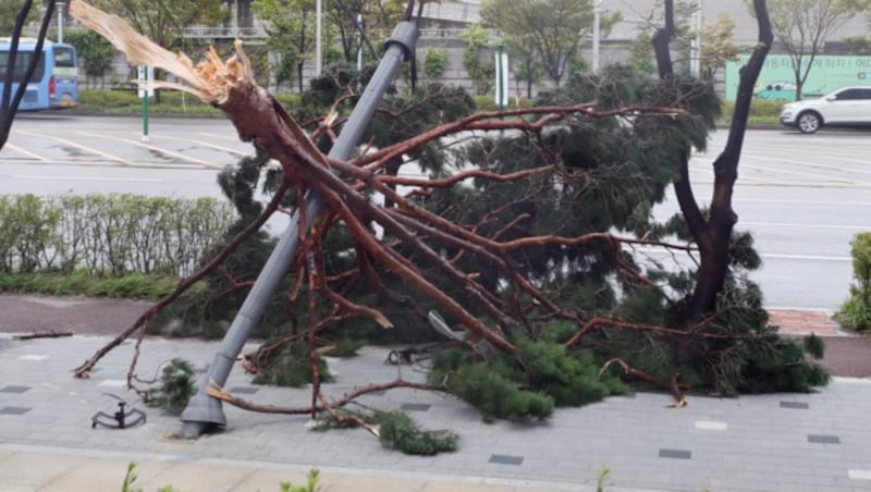 Ein umgestürzter Baum in Südkorea (Bild: AFP)