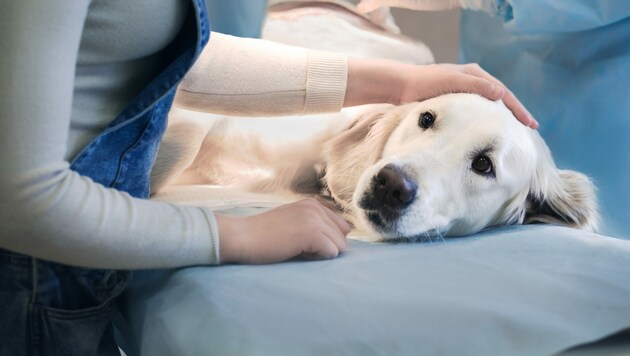 Zwei Hunde mussten tierärztlich behandelt werden (Symbolfoto) (Bild: stock.adobe.com, krone.at-Grafik)