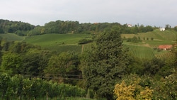 Hier soll Bio-Wein angebaut werden - der Wald muss weg (Bild: Wolfgang Walther)