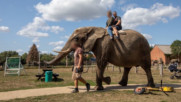 Nicht irgendwo in Südostasien, sondern am Elefantenhof Platschow in Deutschland. (Bild: Vier Pfoten/Aaron Gekoski)