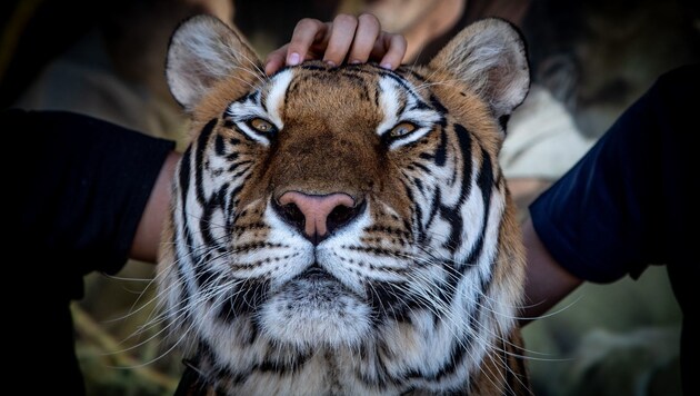 Tiger „Noa“ wird von einem Touristen gestreichelt - Fauna y Acción Park, Spanien. (Bild: Vier Pfoten/Aaron Gekoski)