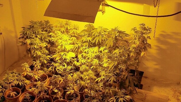 Die Polizisten entdeckten am Dachboden eine Cannabisplantage wie diese (Symbolbild). (Bild: Polizei)