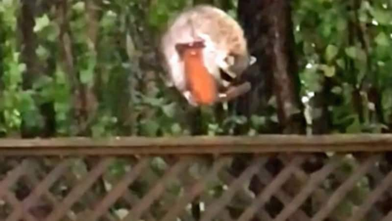 Wenn die Sturmböen nachlassen, gönnt sich der Waschbär eine kleine Stärkung aus dem Vogelhäuschen. (Bild: kameraone)