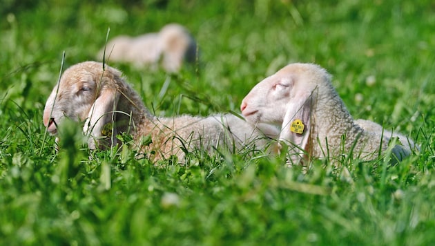 Die Schafe in Spital am Pyhrn hatten kein so schönes Leben wie ihre Artgenossen auf diesem Symbolbild (Bild: Christof Birbaumer / Kronenzeitung)