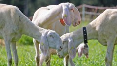 26 tote Schafe wurden heuer bereits im Zusammenhang mit Wolfsrissen erhoben. (Bild: Birbaumer Christof/Krone KREATIV)