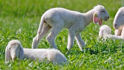 Die Bauern holen ihre Schafe von den Almen (Symbolfoto). (Bild: Christof Birbaumer / Kronenzeitung)