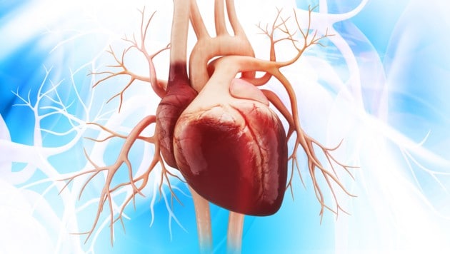 Ablagerungen führen zum Verdicken des Herzmuskels, und die „Lebenspumpe“ kann nicht mehr kräftig genug arbeiten. (Bild: abhijith3747/stock.adobe.com)