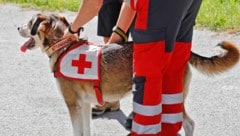 Symbolbild (Bild: Christof Birbaumer / Kronenzeitung)