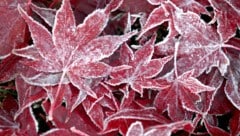 Am Montag heißt es warm einpacken: Es wird frostig.  (Bild: APA/dpa/Roland Weihrauch)