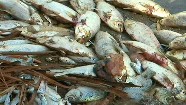 Tote Fische im Darling River (Bild: Associated Press)