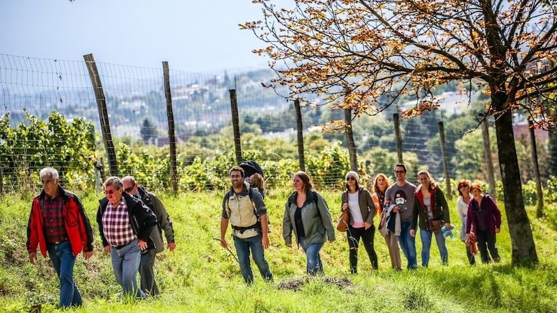 Die Weinwandertage verbinden Bewegung mit Genuss. (Bild: ©c.fuerthner/PID)