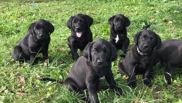 Die kleinen Hunde waren erst acht Wochen alt. (Bild: zVg)