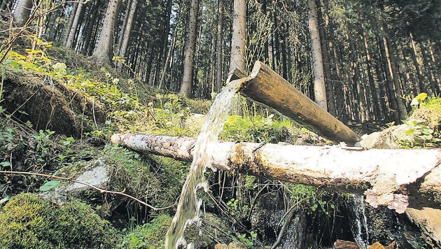 Wasser im Wald (Bild: KRONEN ZEITUNG/Jürgen Radspieler)