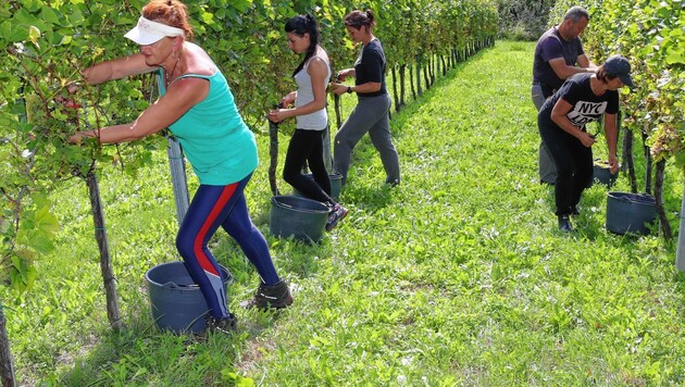 Die Weinlese, hier in der Südsteiermark, ist voll im Gang. (Bild: Sepp Pail)