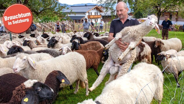 Jagerbauer Anton Herzog sucht die Schafe nach der Farb-Markierung zusammen. (Bild: Walter Schweinöster)