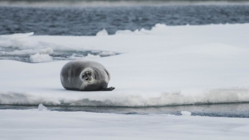 (Bild: © Daniel Beltrá / Greenpeace)