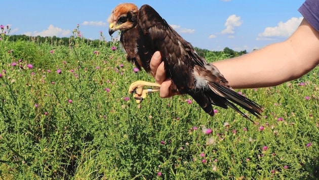 Greifvogel „Hardy“ (hier auf einem Archivbild) wurde illegal ins Visier genommen und starb. (Bild: BirdLife/ M.Schmidt)