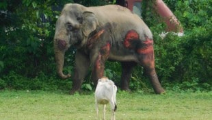 Archivbild: Dieser Elefant hat den Zusammenprall mit einem Zug in Indien überlebt – mit großflächigen Abschürfungen. Doch viele Artgenossen haben weniger Glück. (Bild: APA/AFP/STR)