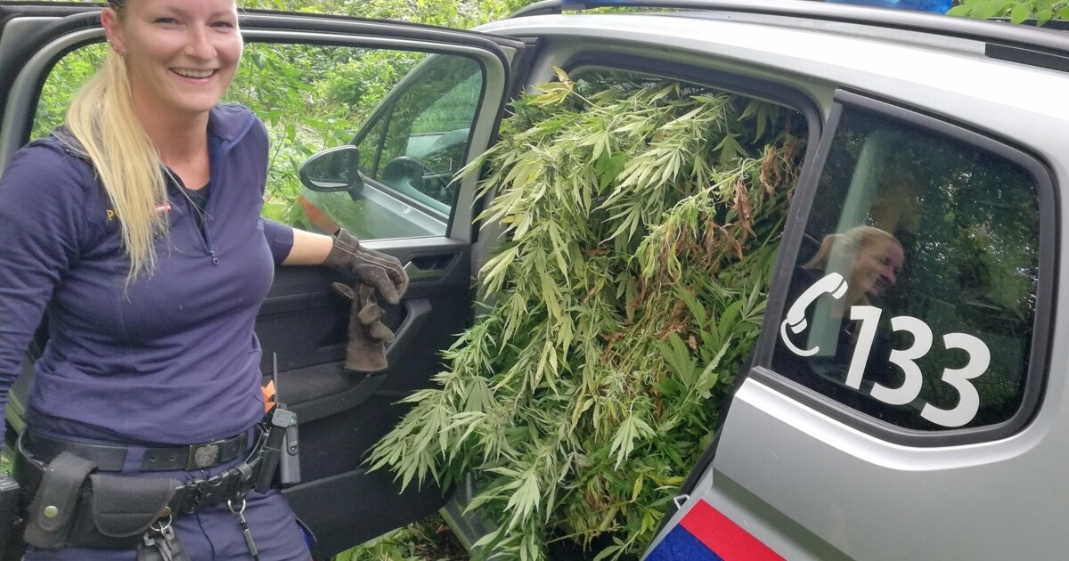 Plantage Entdeckt - Polizei Stellt 20 Marihuana-Stauden Sicher | Krone.at