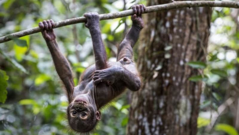 Das Orang-Utan-Baby Gerhana (Bild) lebt in der Vier-Pfoten-Waldschule in Ostkalimantan auf Borneo. (Bild: APA/VIER PFOTEN/NANANG SUJANA)