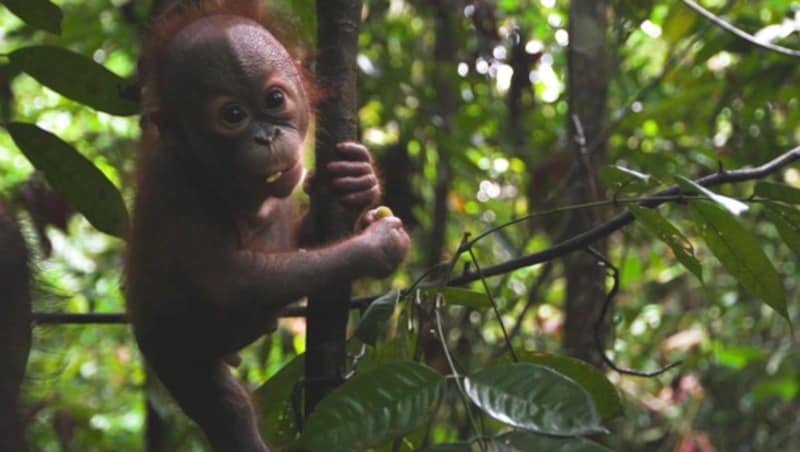 Gut erholt: „Gerhana“ in der Orang-Utan-Waldschule (Bild: Vier Pfoten/Jejak Pulang)