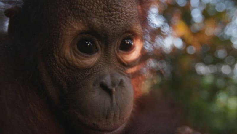 Gut erholt: „Gerhana“ in der Orang-Utan-Waldschule (Bild: Vier Pfoten/Jejak Pulang)