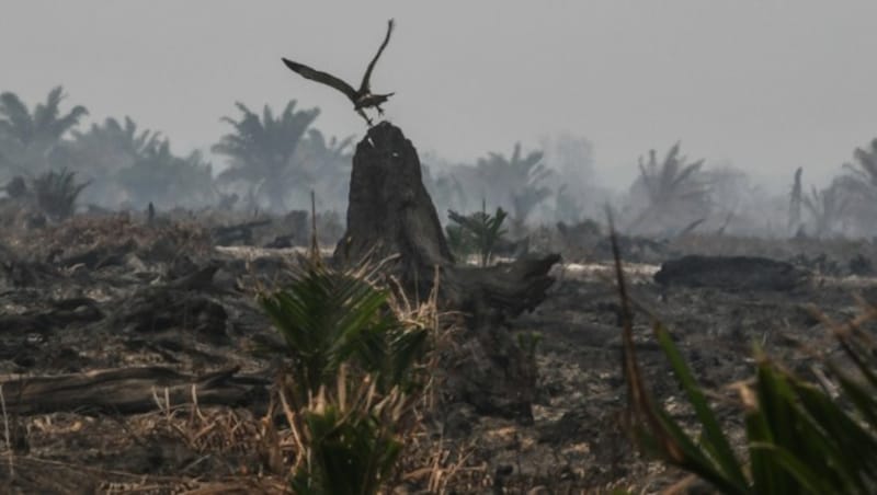 Dieses Foto von einem Adler auf einem verbrannten Baumstumpf geht unter die Haut. (Bild: Muhammad Adimaja/Greenpeace)