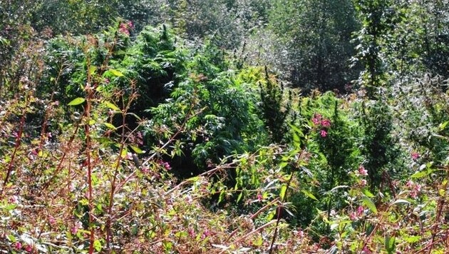 Der Oberösterreicher hatte Cannabis in einem Waldstück (Symbolbild) angebaut. (Bild: LPK Salzburg)